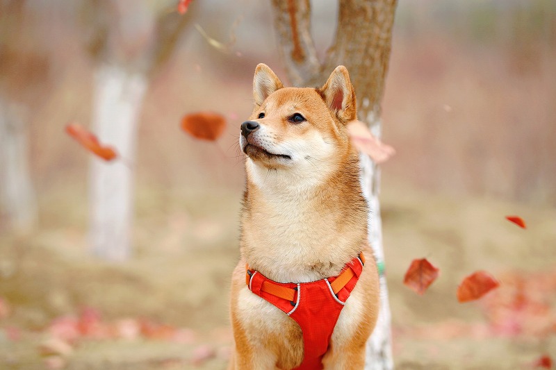 本当に飼うの 飼ってわかった柴犬の生活で気をつけたいこと3選 結論 難しいです