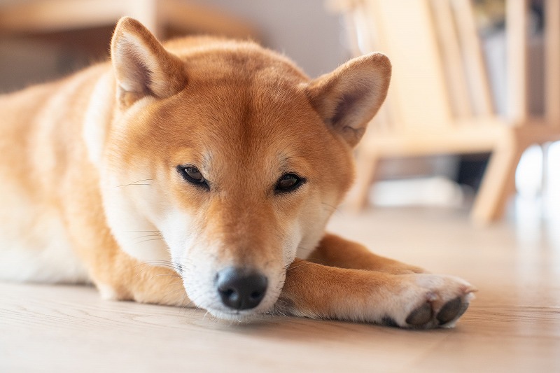 本当に飼うの 飼ってわかった柴犬の生活で気をつけたいこと3選 結論 難しいです